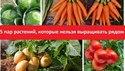 5 пар растений, которые нельзя выращивать рядом