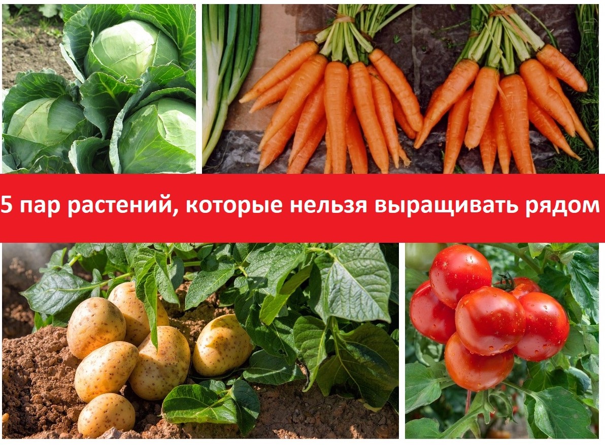 5parrosreniy