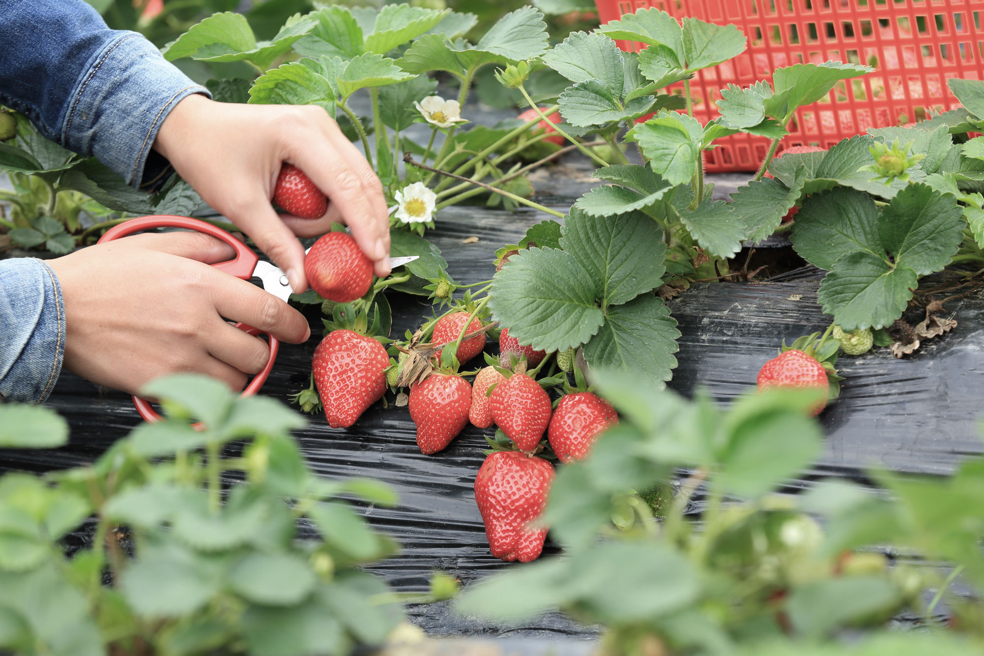 strawberries.jpg